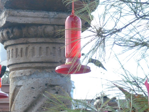 COLIBRI COMIENDO.